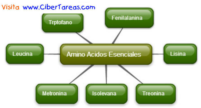 Aminoacidos Esenciales En Biología Mapa Mental Cibertareas 9385