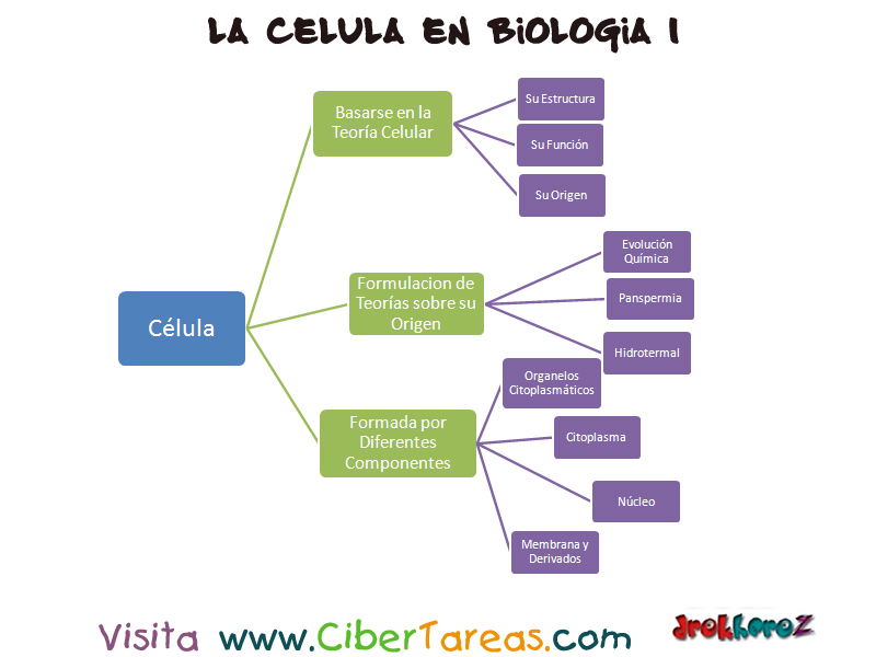 La Célula Mapa Conceptual Biología 1 Cibertareas