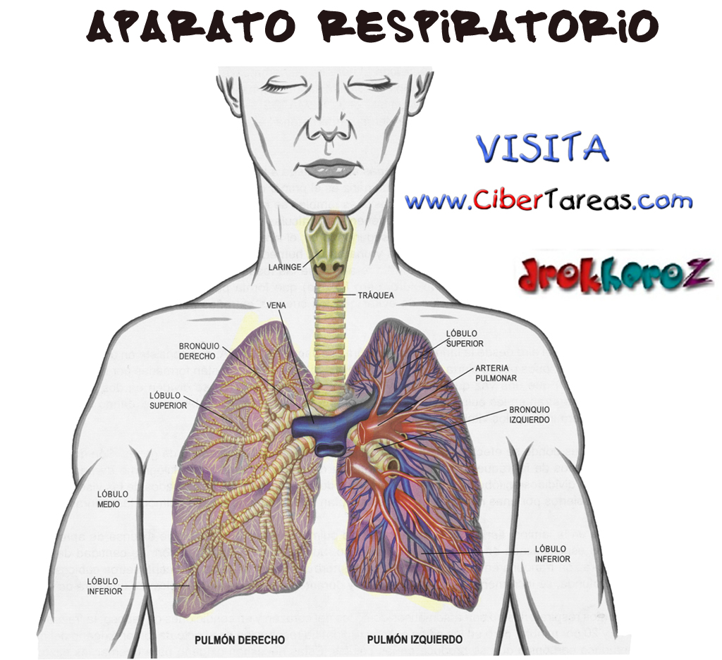 Lista 100 Foto Dibujo Del Sistema Respiratorio Y Sus Partes Actualizar