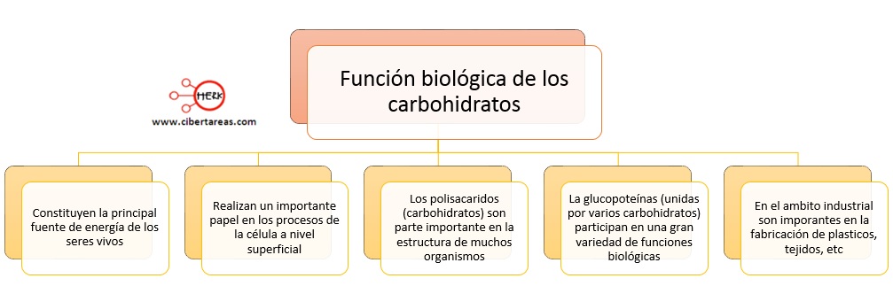 Funcion De Los Carbohidratos The Best Porn Website