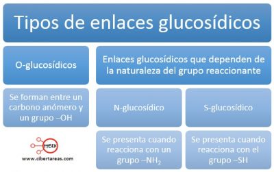 Enlace Glucosídico – Temas Selectos De Química 2 | CiberTareas