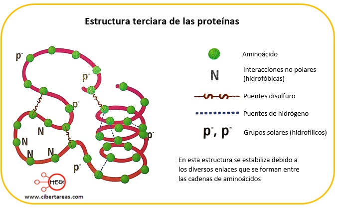 Estructura Terciaria De Las Proteínas Temas Selectos De Química 2