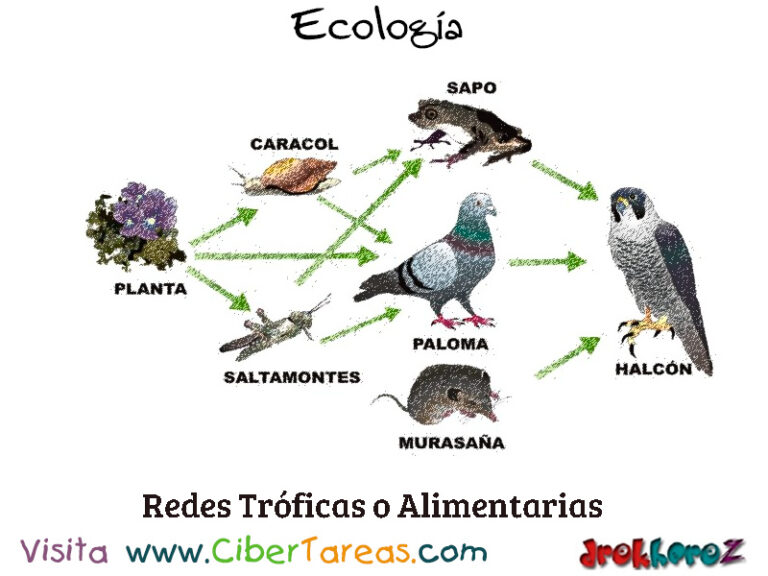 Redes Tróficas O Redes Alimentarias Ecología Cibertareas 4371