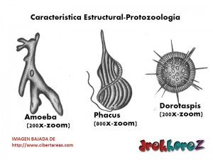 Caracteristica Estructural Protozoologia