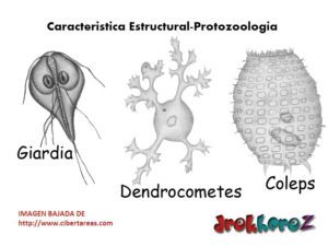 Caracteristica Estructural Protozoologia