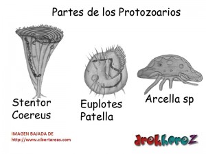 Partes de los Protozoarios Protozoologia