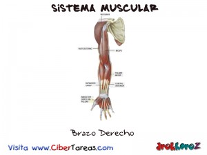 Brazo Derecho-Sistema Muscular