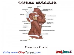Cabeza y Cuello-Sistema Muscular