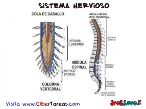 Columna Vertebral-Sistema Nervioso