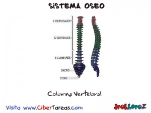 Columna Vertebral-Sistema Oseo