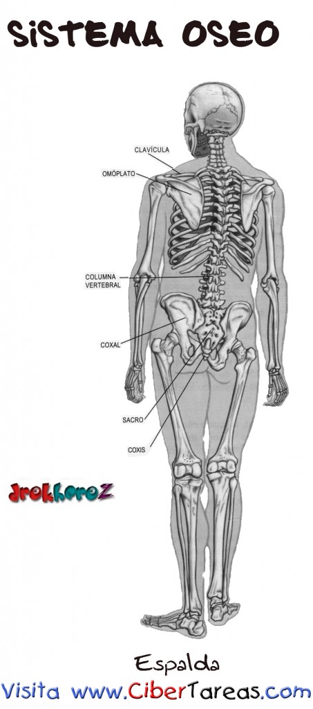 Espalda-Sistema Oseo