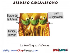 La Aorta y sus Valvulas-Aparato Circulatorio