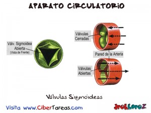 Valvulas Sigmoideas-Aparato Circulatorio