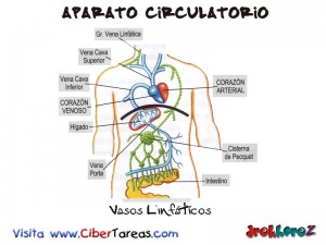 Vasos Linfaticos-Aparato Circulatorio