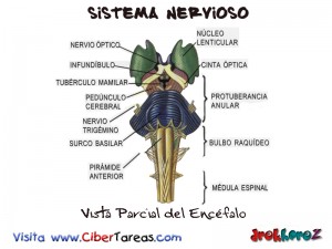 Vista Parcial del Encefalo-Sistema Nervioso