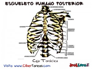 Caja Toracica-Esqueleto Humano Posterior