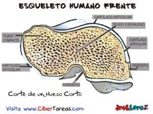 Corte de Hueso Corto-Esqueleto Humano Frente