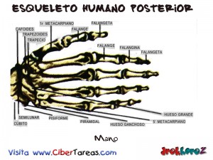 Mano-Esqueleto Humano Posterior