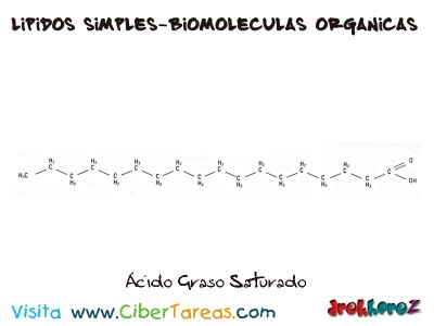 Acido Graso Saturado-Lipidos Simples-Biologia 1