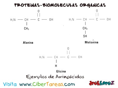 Ejemplos de Aminoacidos-Proteinas-Biologia 1