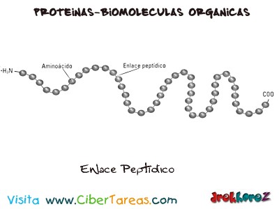 Enlace Peptidico-Proteinas-Biologia 1