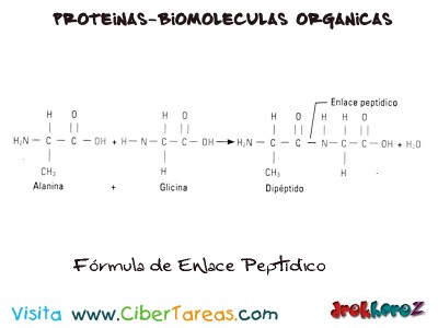 Formula de Enlace Peptidico-Proteinas-Biologia 1
