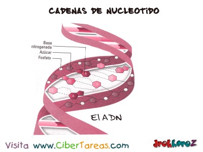 El ADN -Cadena de Nucleotidos-Bilogia 1