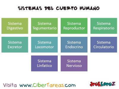 Sistemas del Cuerpo Humano_Ciencias de la Salud_1