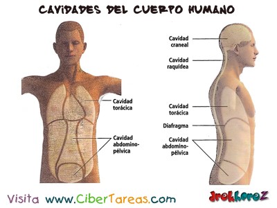 Cavidades del Cuerpo Humano 2_Ciencias de la Salud_1