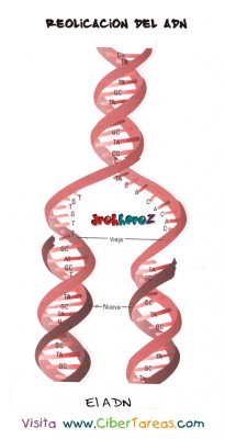 Replicacion del ADN-Bilogia 1