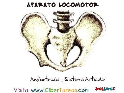 Anfiartrosis_Sistema Articular - Aparato Locomotor