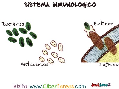 Anticuerpo - Sistema Inmunologico
