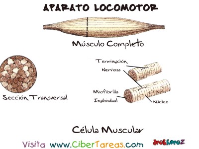 Celula Muscular - Aparato Locomotor