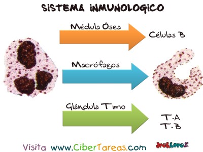 Diagrama Protagonico - Sistema Inmunologico