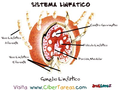 Ganglio Linfatico - Sistema Linfatico