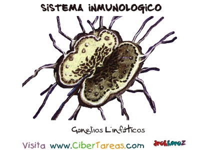 Ganglios Linfaticos - Sistema Inmunologico