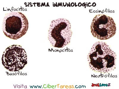 Leucocitos - Sistema Inmunologico