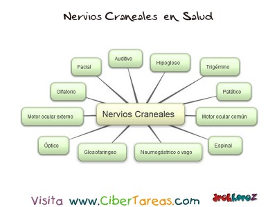 Nervios Craneales -Mapa -Ciencias de la Salud_1