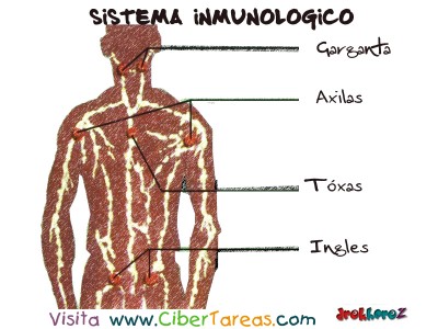 Organos _1 - Sistema Inmunologico