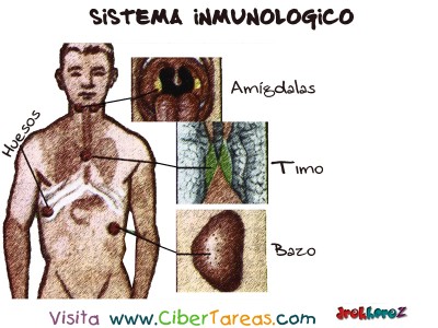 Organos _2 - Sistema Inmunologico
