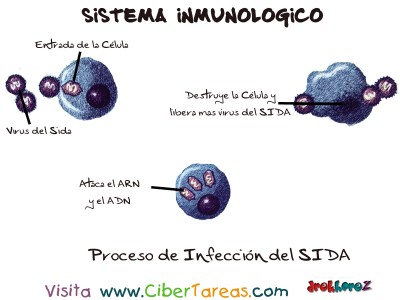 Proceso Infeccion del SIDA - Sistema Inmunologico