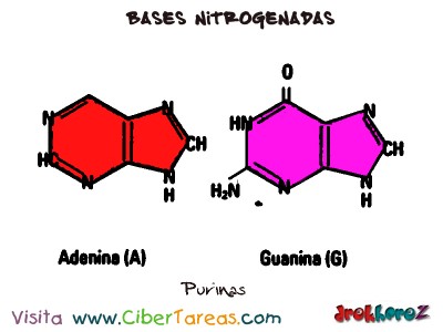 Purinas-Bases Nitrogenadas-Bilogia 1