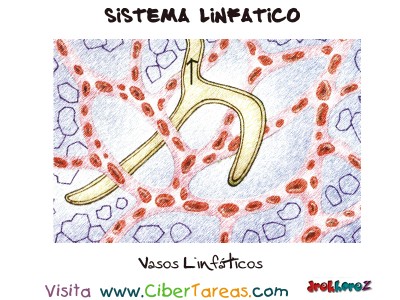 Vasos Linfaticos - Sistema Linfatico