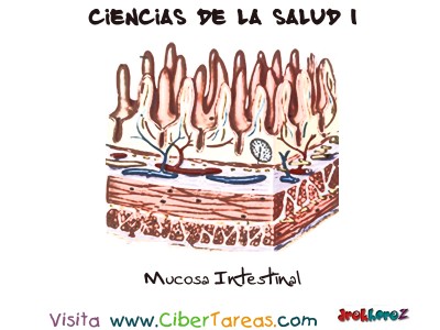Mucosa Intestinal -Ciencias de la Salud_1