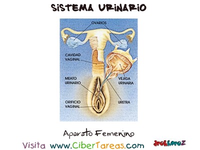 Aparato Femenino -Sistema Urinario