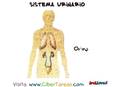 Orina - Sistema Urinario