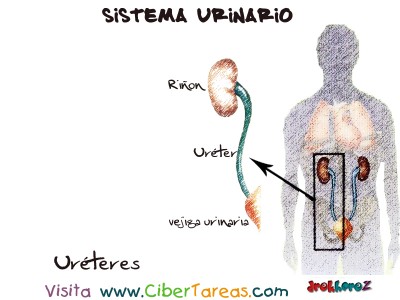 Ureteres - Sistema Urinario