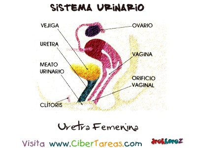 Uretra Femenina - Sistema Urinario