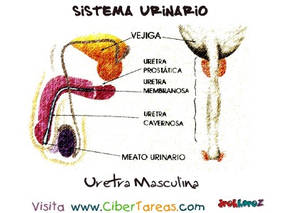 Uretra Masculina - Sistema Urinario