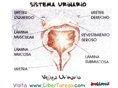 Vejiga Urinaria - Sistema Urinario